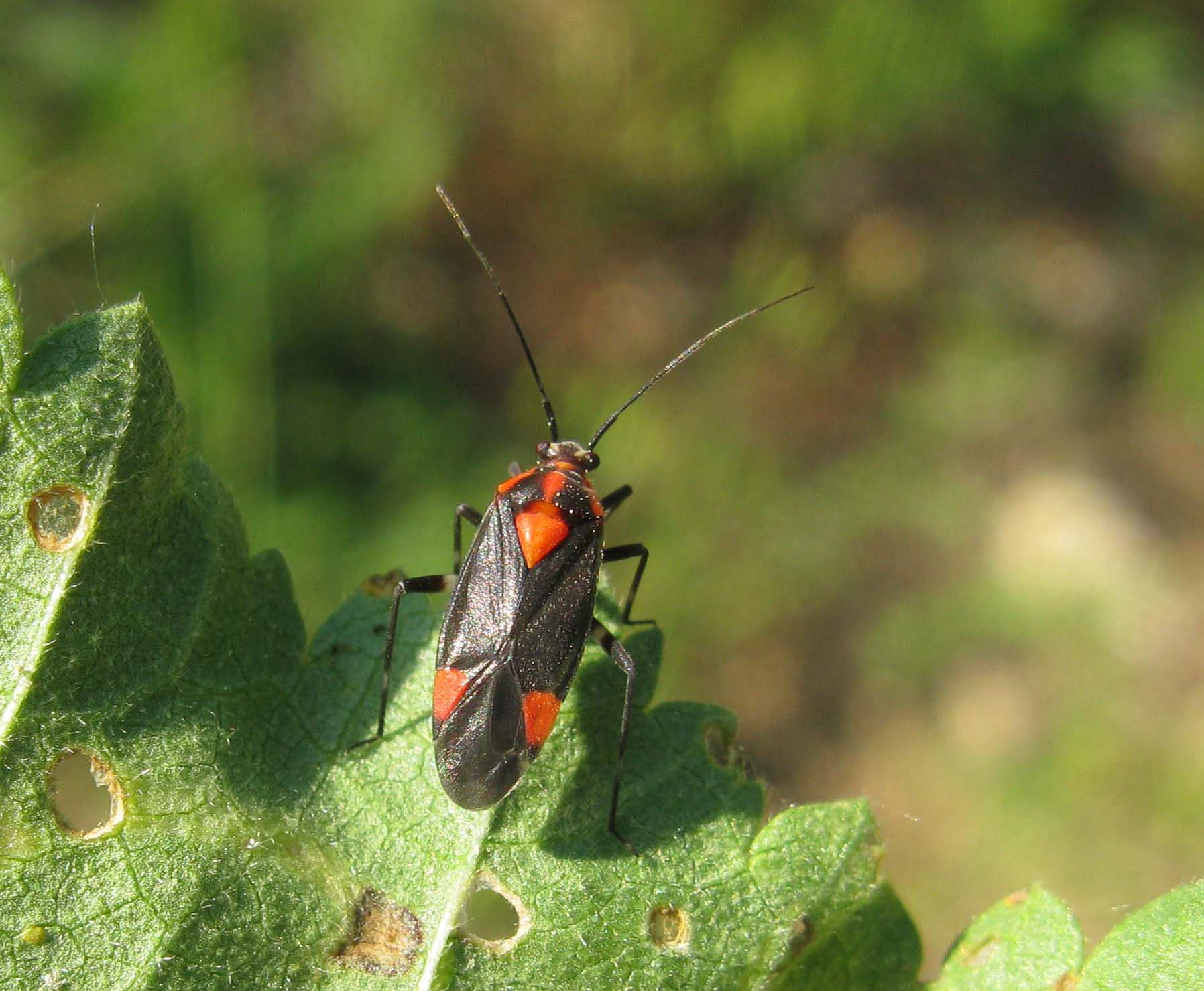 Miridae: Capsodes mat del Lazio (RM)